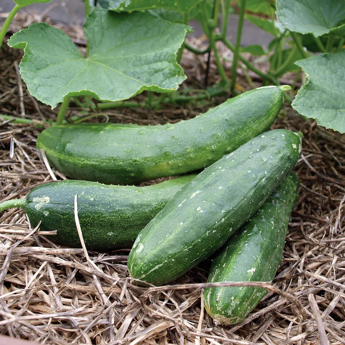 Healthy Army Green Cucumber plants growing in full sun