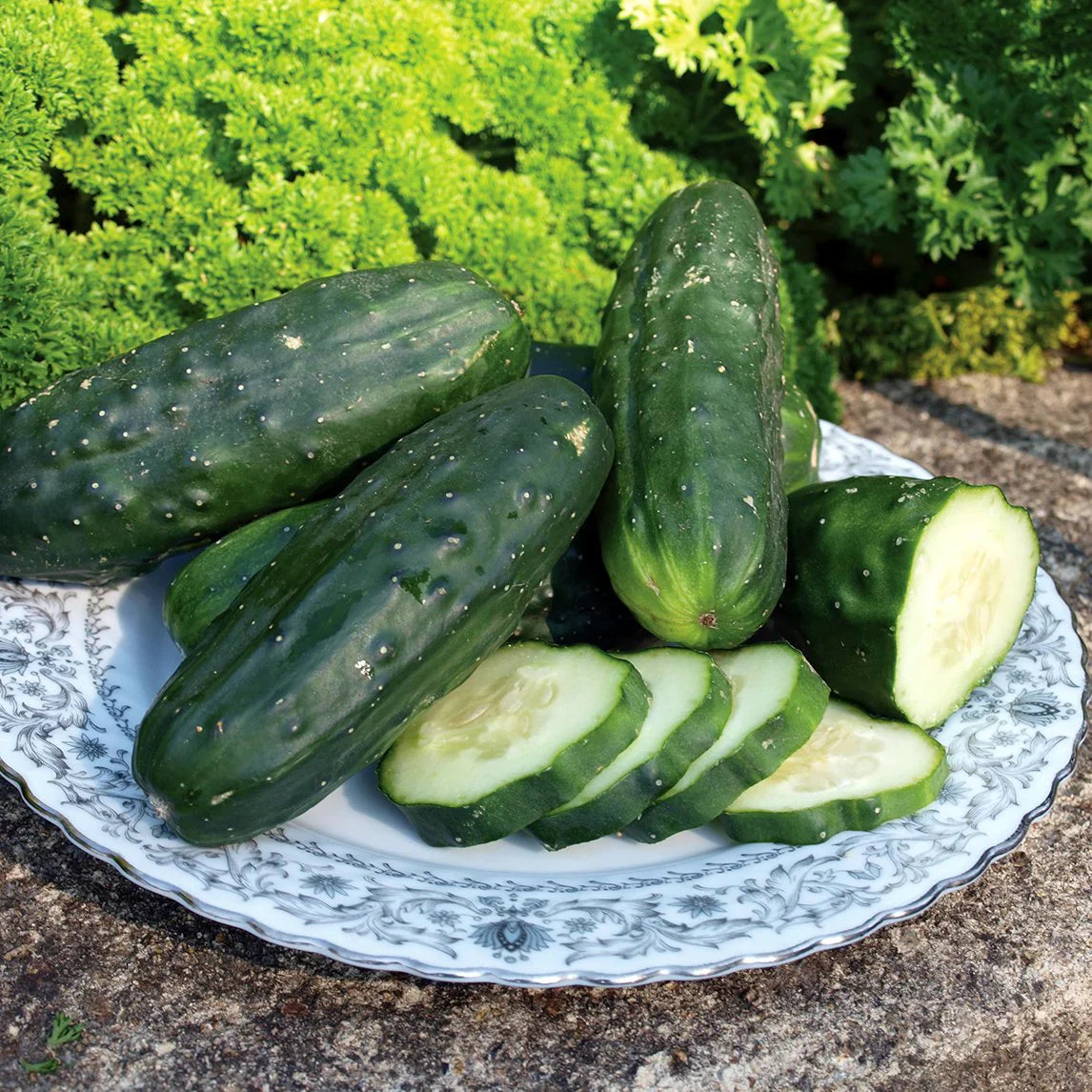Non-GMO Army Green Cucumber seeds for home garden planting