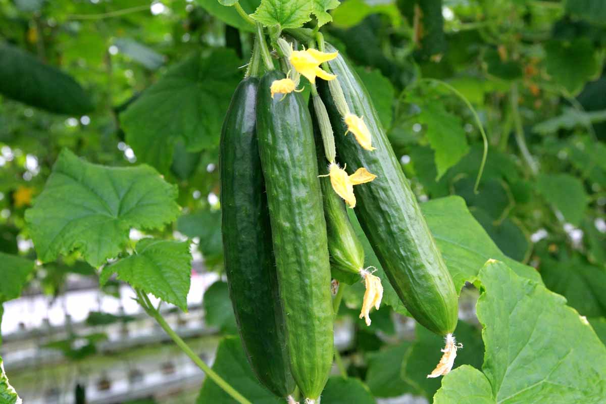 Army Green Cucumber vines growing on a garden trellis