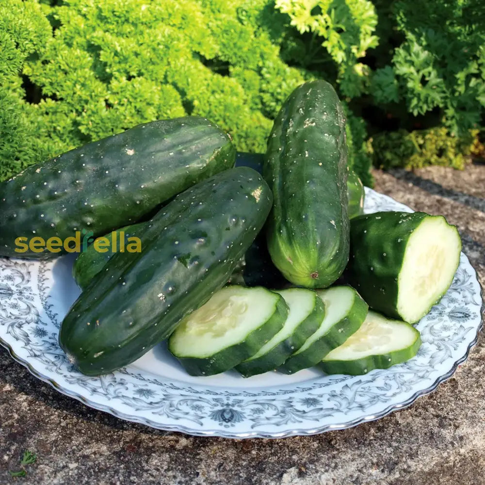 Army Green Cucumber Vegetable Seeds Seeds