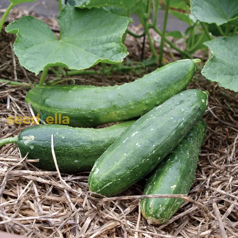 Army Green Cucumber Vegetable Seeds Seeds