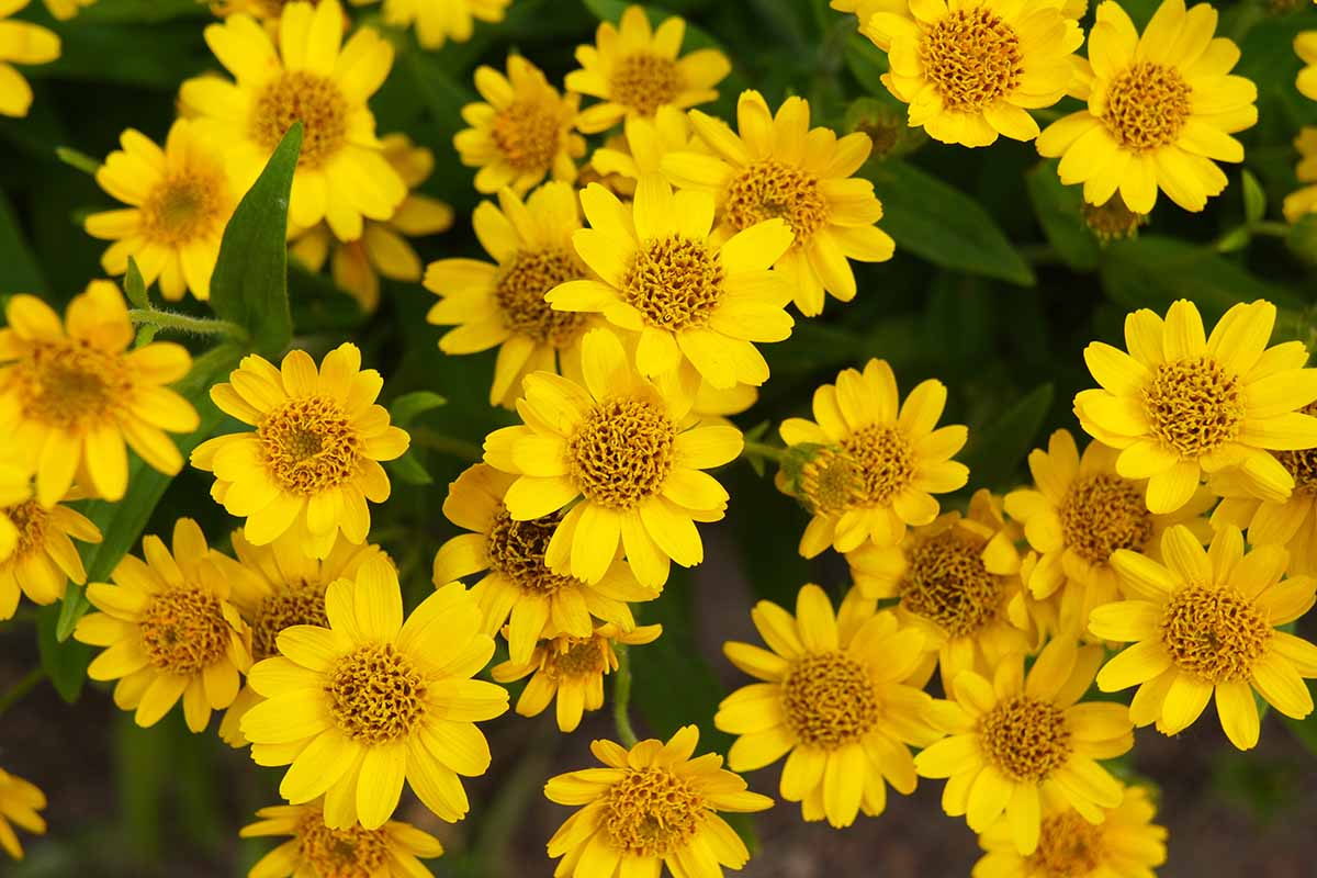 Close-Up of Arnica Montana Yellow Flower