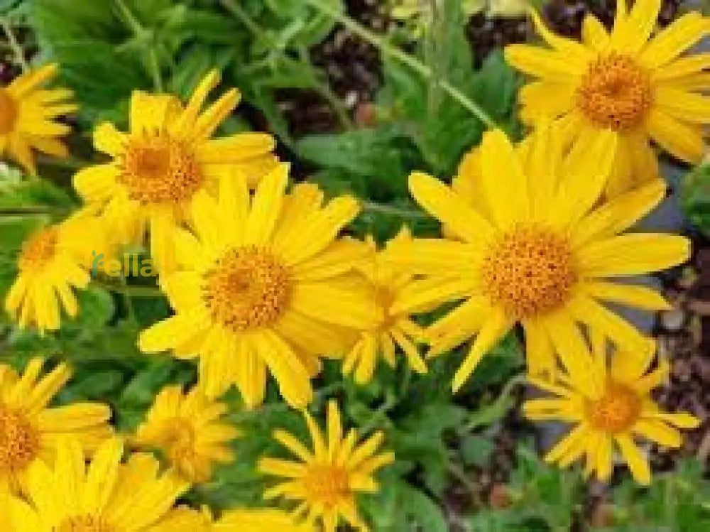 Arnica Flower Seeds For Planting