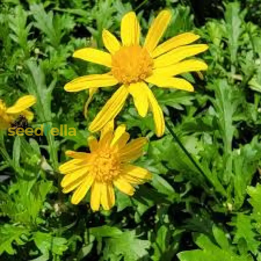 Arnica Flower Seeds For Planting