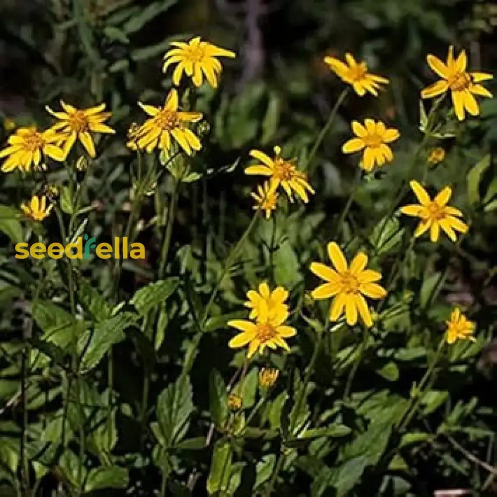 Arnica Montana Herb Seeds For Planting Flower