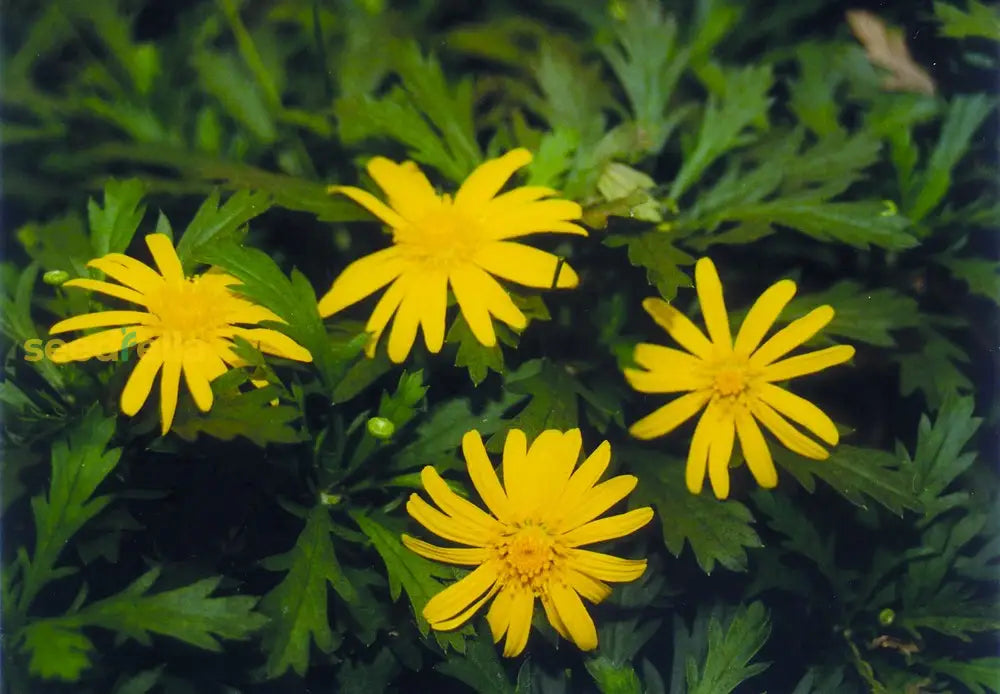 Arnica Montana Herb Seeds For Planting Flower