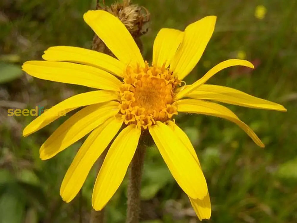 Arnica Montana Medicinal Flower Seeds For Planting