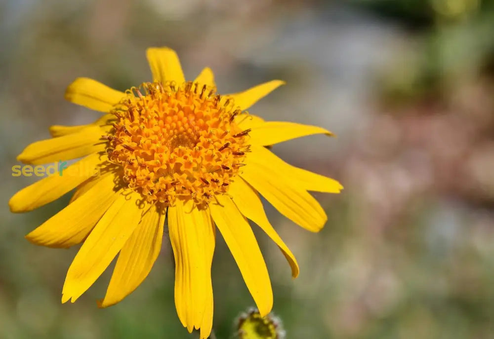 Arnica Montana Seeds For Planting Healing Blooms