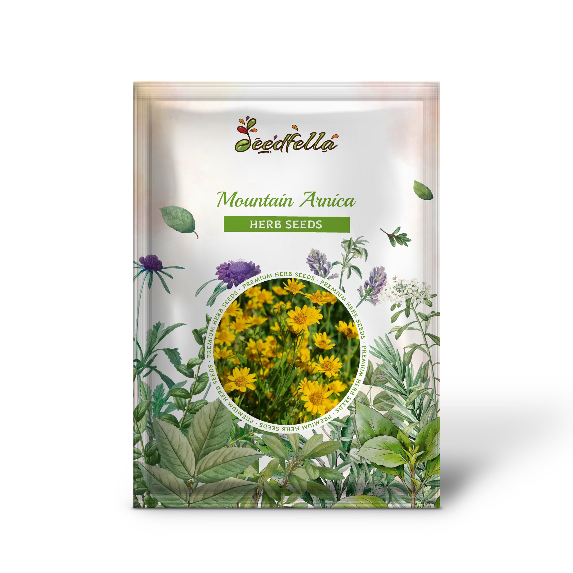 Arnica montana seeds for herb and wildflower gardens