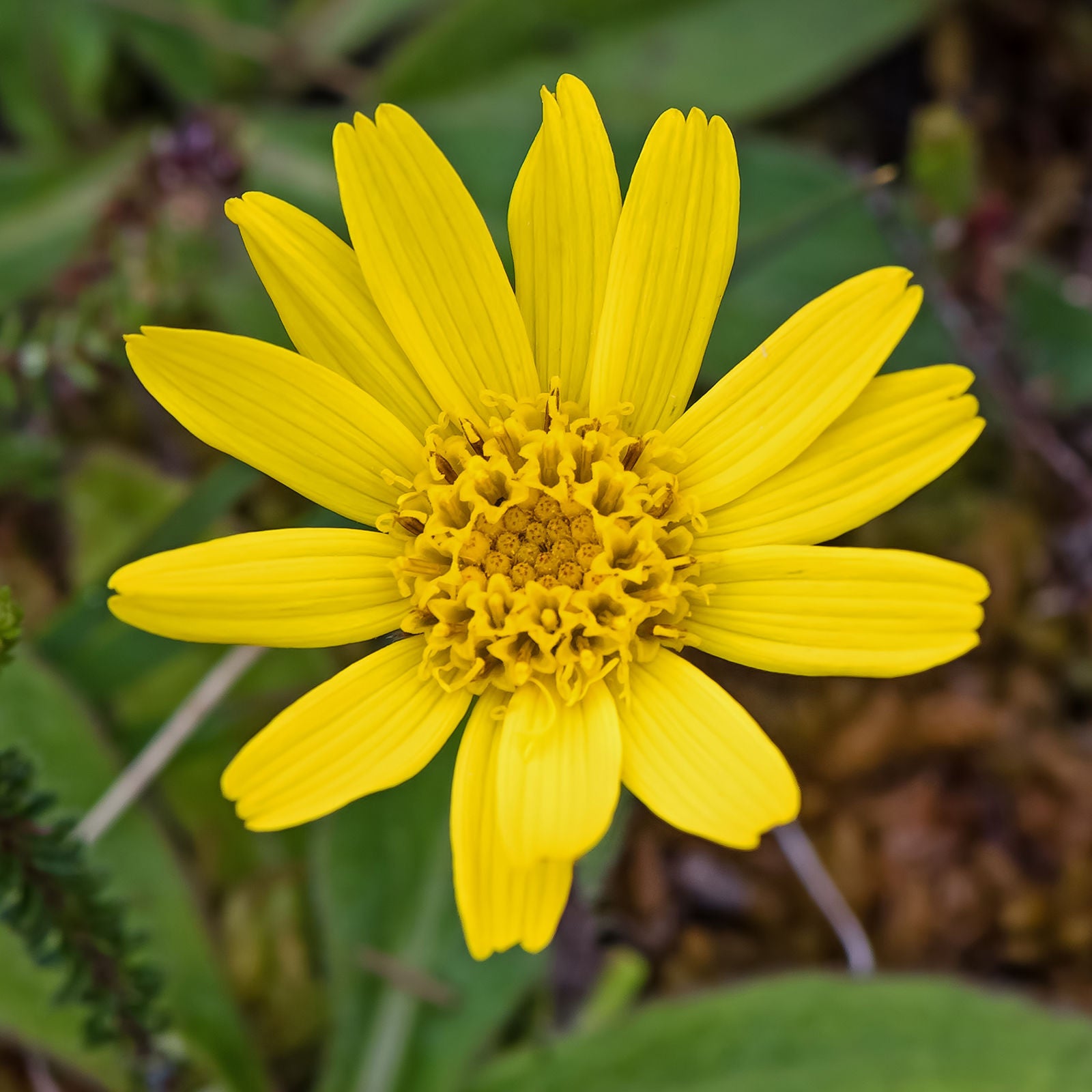 Arnica Montana Seeds for Planting Healing Blooms