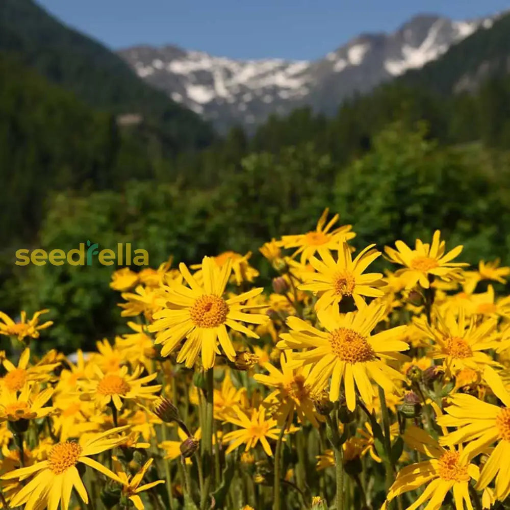 Arnica Seeds Herbaceous Perennial Flowering Plant Garden Beds Borders Outdoor Flower Best Selling