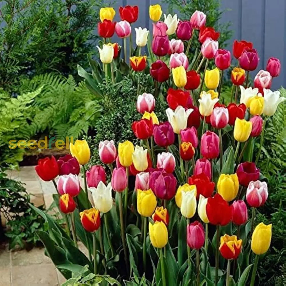 Aroma Tulip Flower Planting Seed Collection For Vibrant Garden Landscaping Seeds