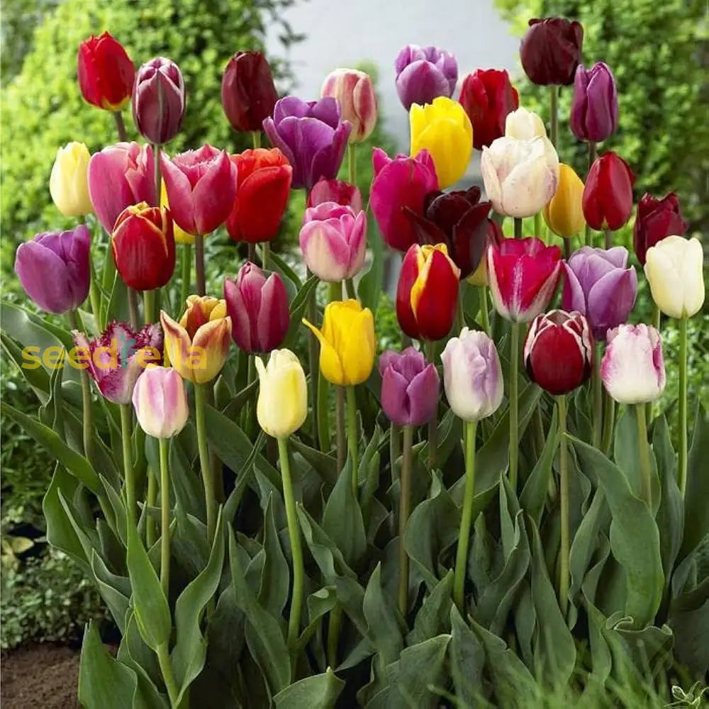 Aroma Tulip Flower Planting Seed Collection For Vibrant Garden Landscaping Seeds