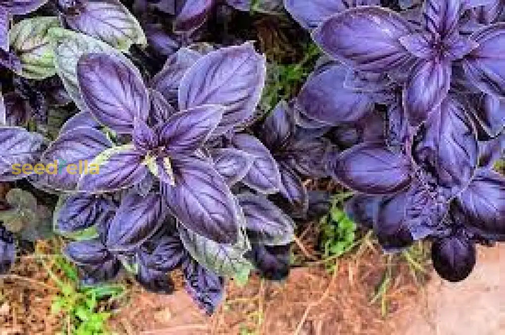 Aromatic Basil Seeds For Planting