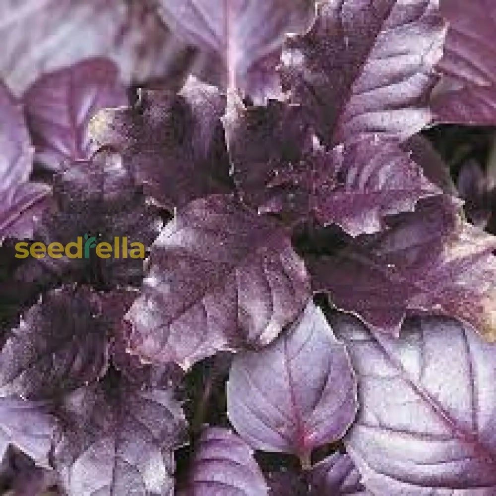 Aromatic Basil Seeds For Planting