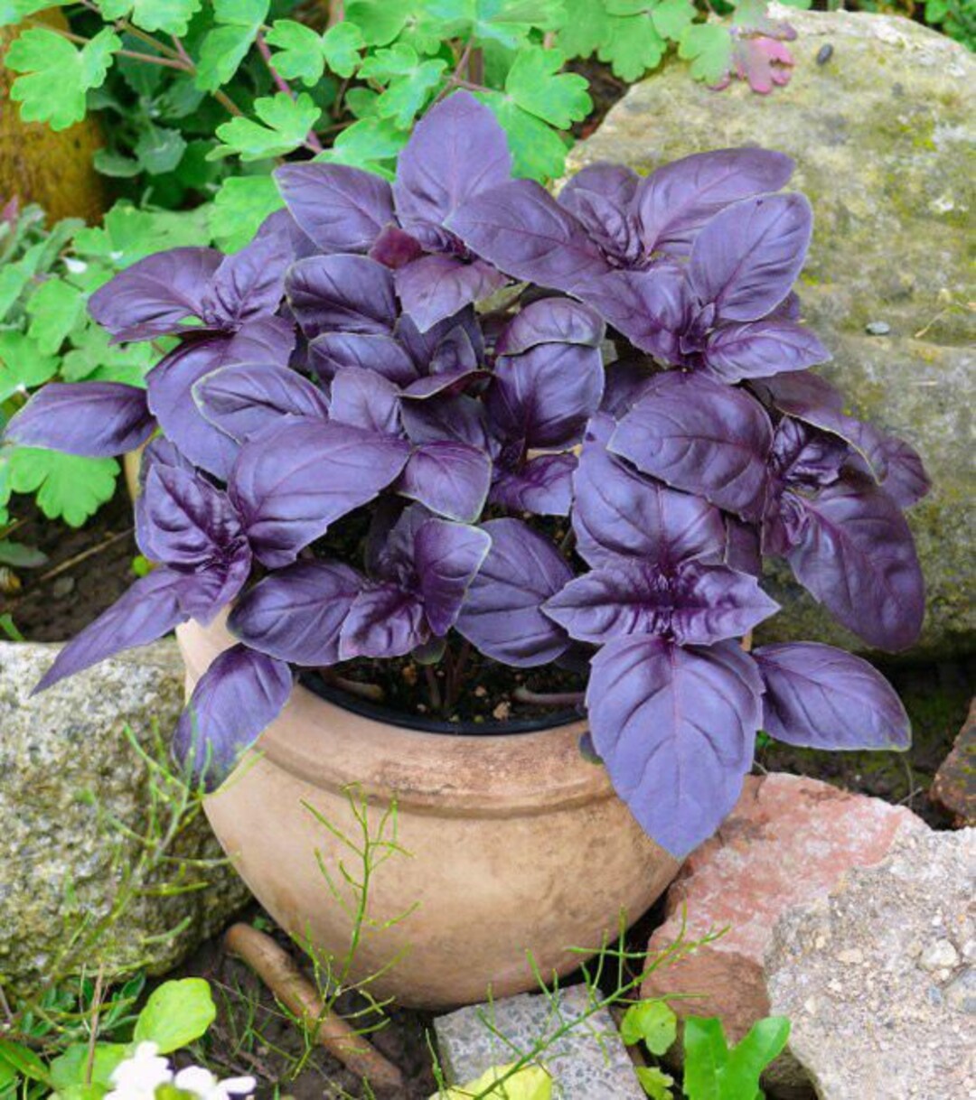 Aromatic Basil seeds for planting in home gardens