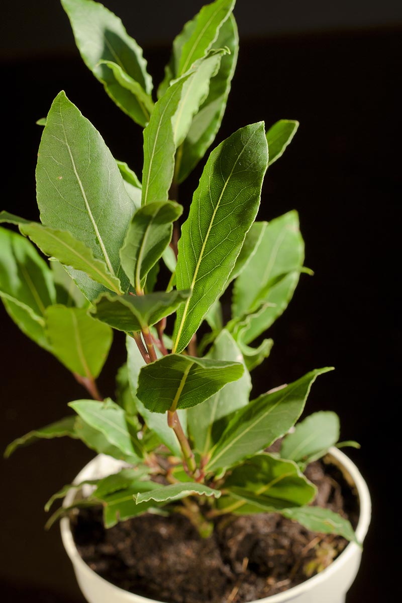 Close-up of aromatic bay laurel leaves