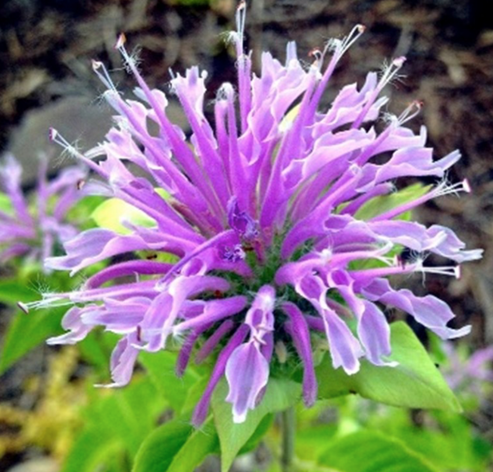 Bergamot seeds for vibrant fragrant flowers