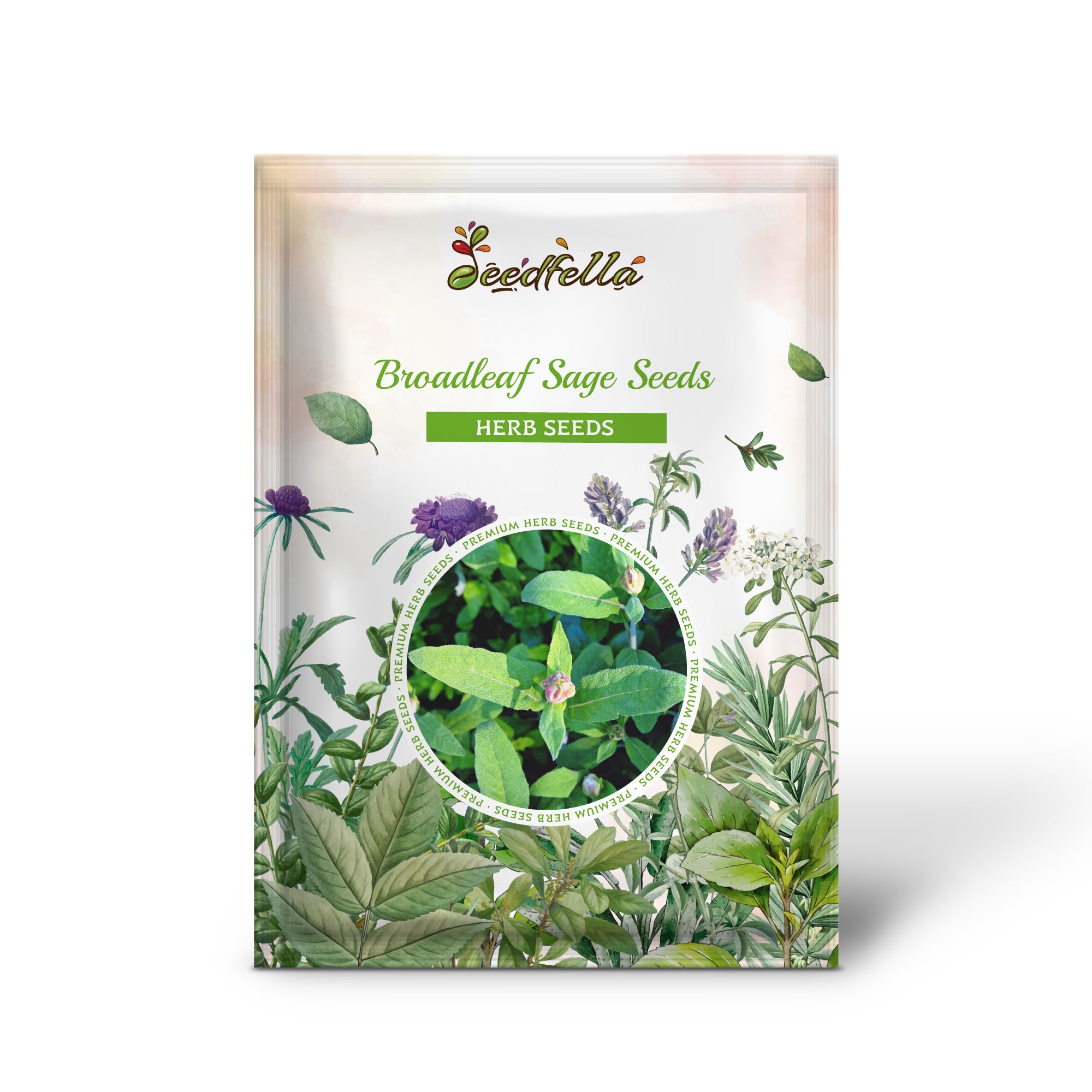 Non-GMO Broadleaf Sage seeds with wide gray-green leaves