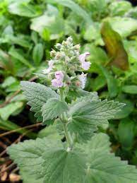 Aromatic catnip plant seeds