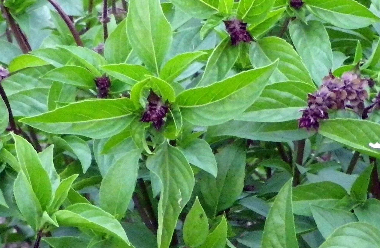 Close-up of aromatic Cinnamon Basil leaves