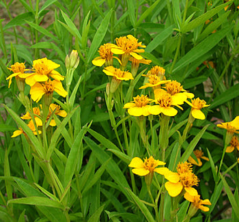 Aromatic Estragon Seeds for Easy Garden Planting