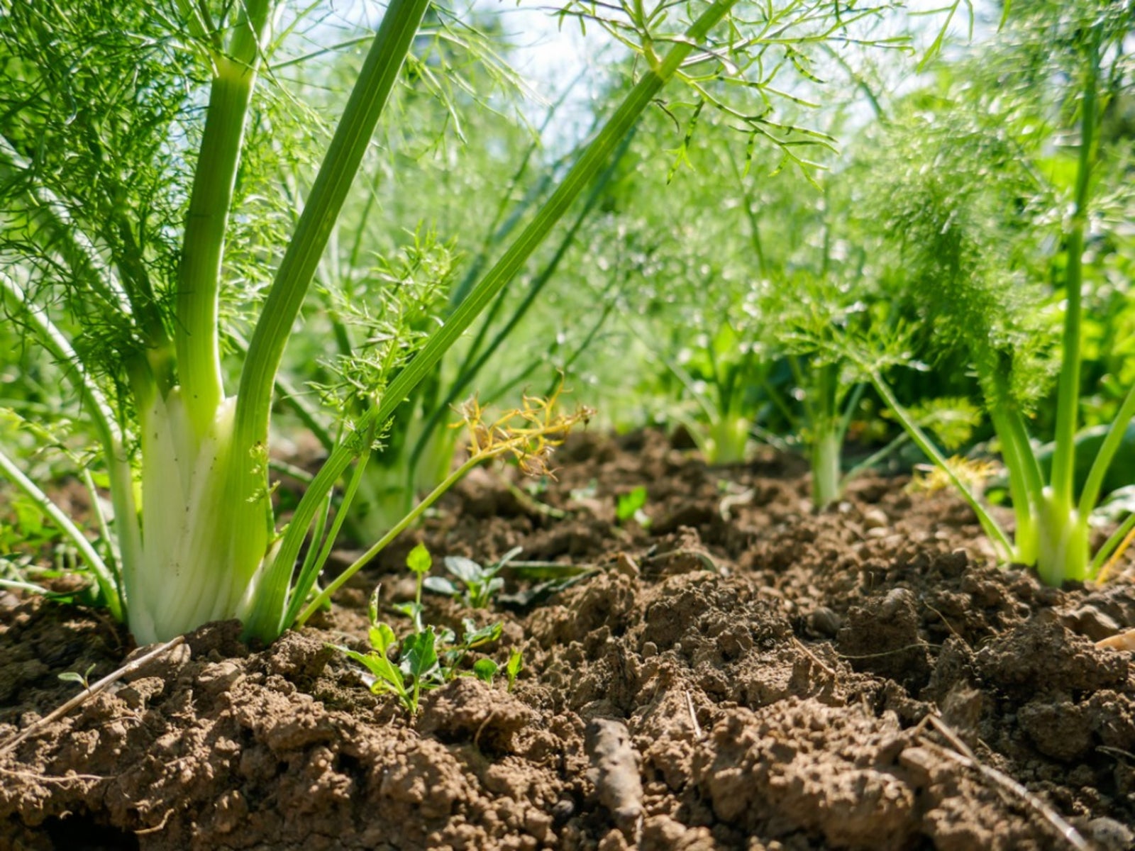 Aromatic fennel seeds for flavorful garden harvest