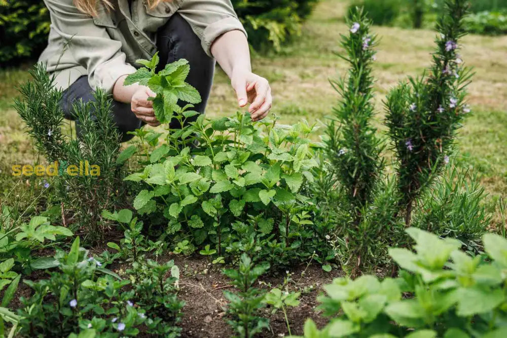 Aromatic Herb Seeds: Planting Foeniculum Seeds