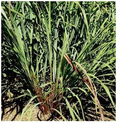 Aromatic Lemongrass seeds for warm outdoor gardens