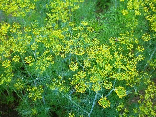 Aromatic Mammoth Dill seeds for outdoor planting