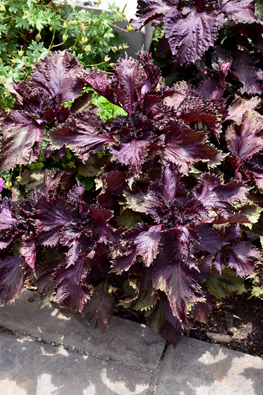 Aromatic bushy Red Shiso growing in full sun