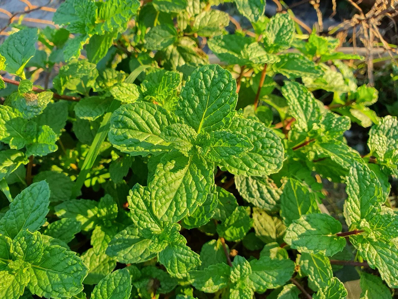 Aromatic spearmint seeds with high germination