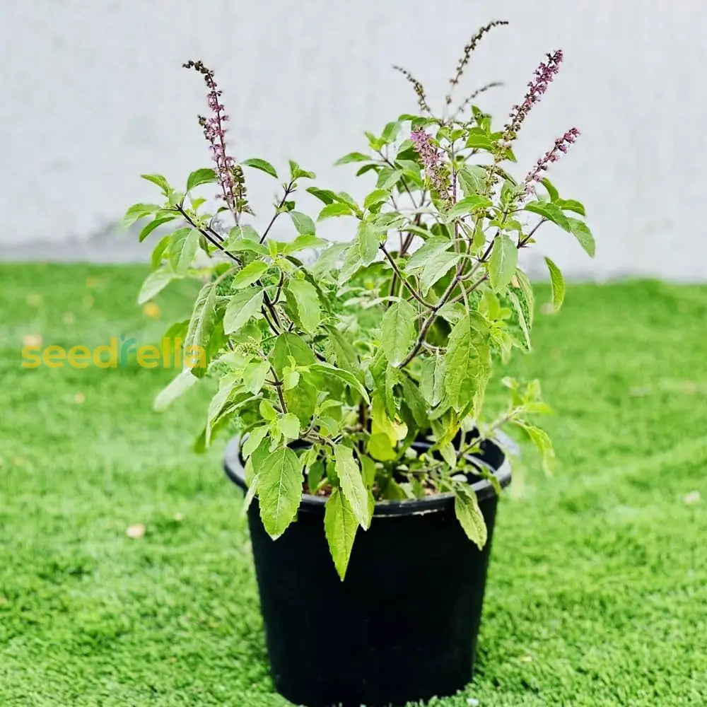 Aromatic Tulsi Basil Plant Seeds - Premium Organic