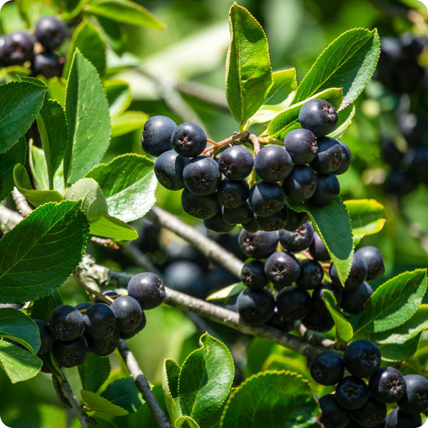 Aronia berry seeds Aronia melanocarpa hardy black chokeberry shrub