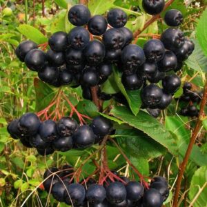 Aronia berry seeds growing into ornamental fruiting shrubs in garden
