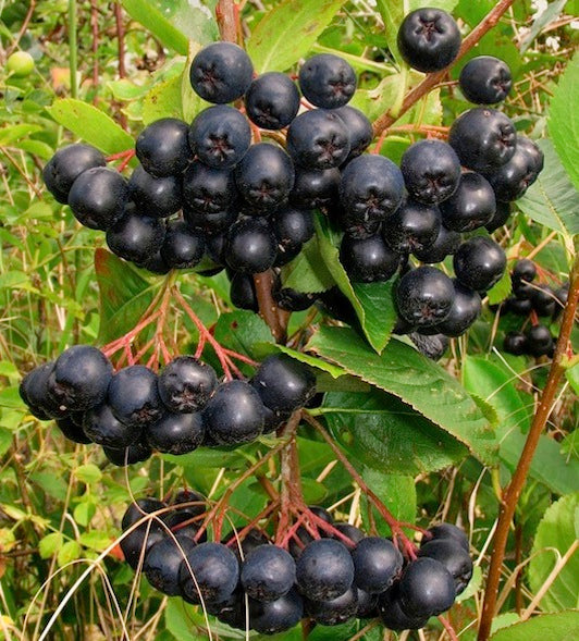 Aronia Berry Seeds – Black Chokeberry Fruit Shrub for Home Gardens