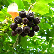 Aronia melanocarpa seeds showing white flower clusters on shrub