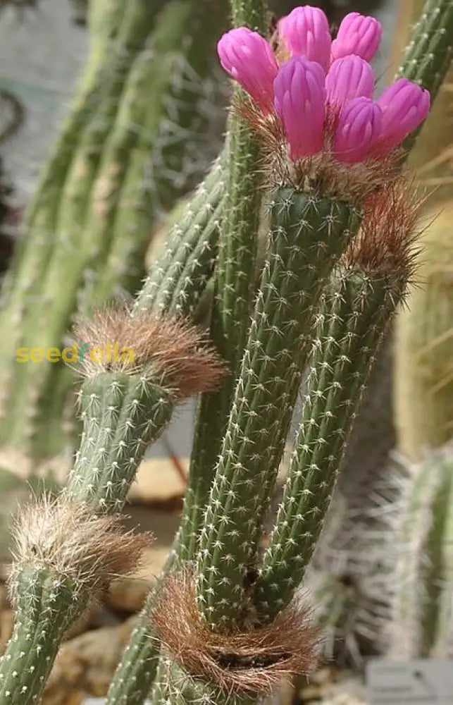 Arrojadoa Penicillata Seeds For Planting Flower