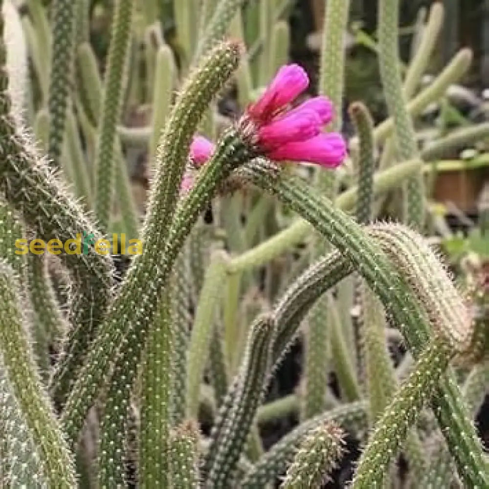 Arrojadoa Penicillata Seeds For Planting Flower