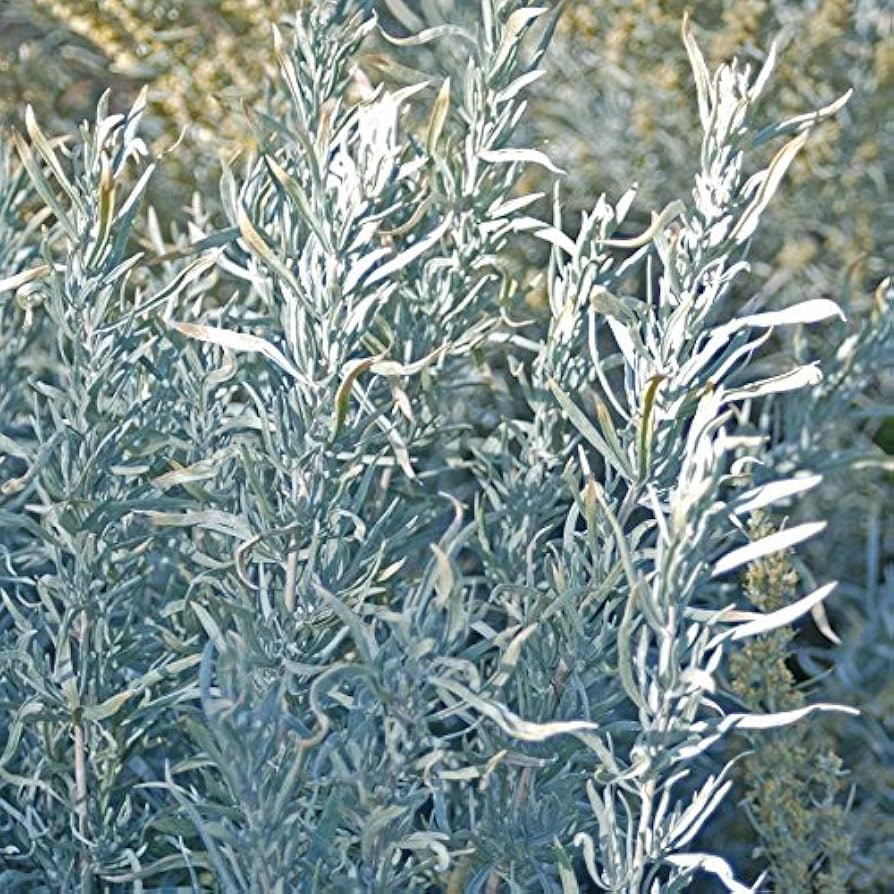 Artemisia cana dwarf Silver Wormwood growing in full sun