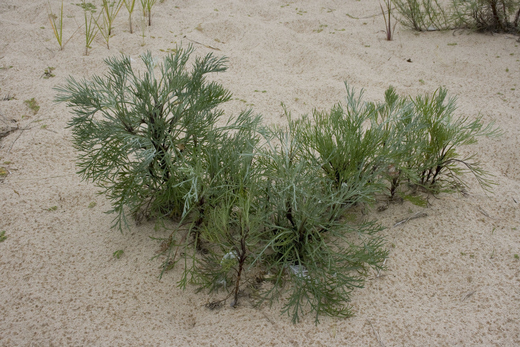 Drought-tolerant Artemisia caudata grown from premium seeds