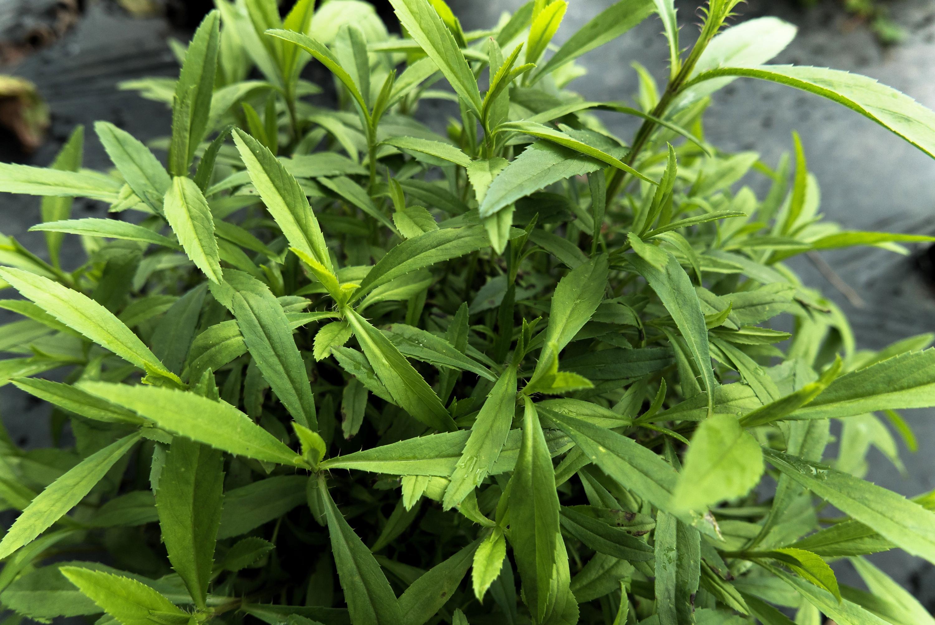 Artemisia dracunculus foliage in a garden bed