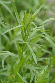 Artemisia dracunculus tarragon growing in containers