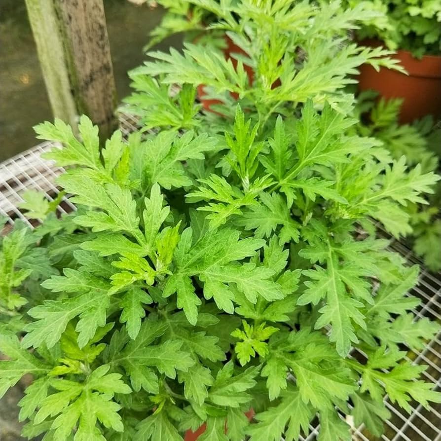 Artemisia princeps growing in full sun garden bed