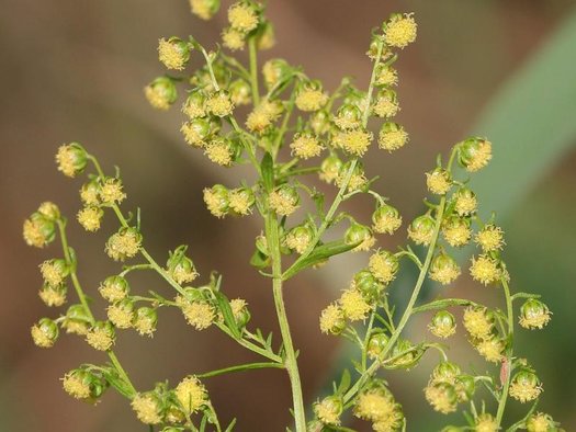 Young Artemisia Annua Seedlings Growing in Pots