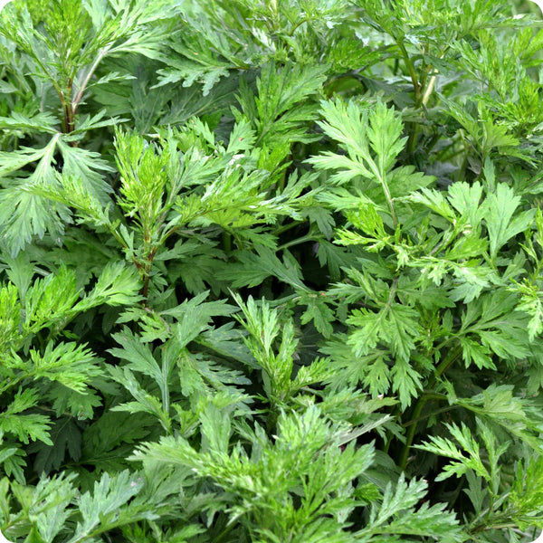 Mugwort seeds Artemisia vulgaris ornamental foliage