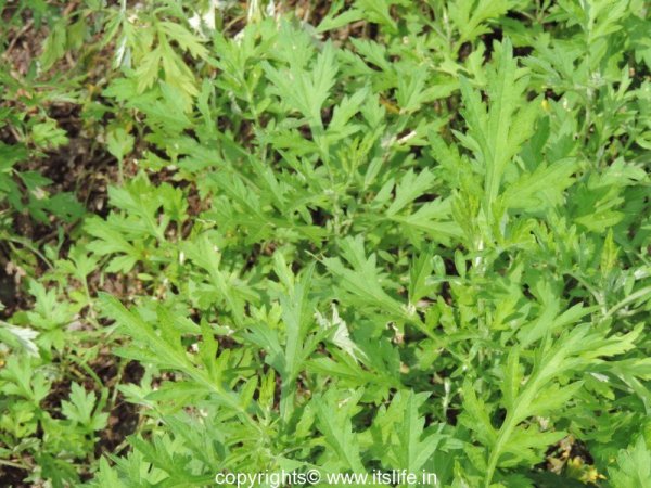 Artemisia vulgaris Mugwort growing from seeds in meadow garden