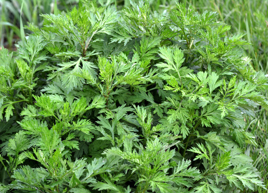 Artemisia vulgaris Seeds – Common Mugwort Wild Wormwood Yellow Red Flowers