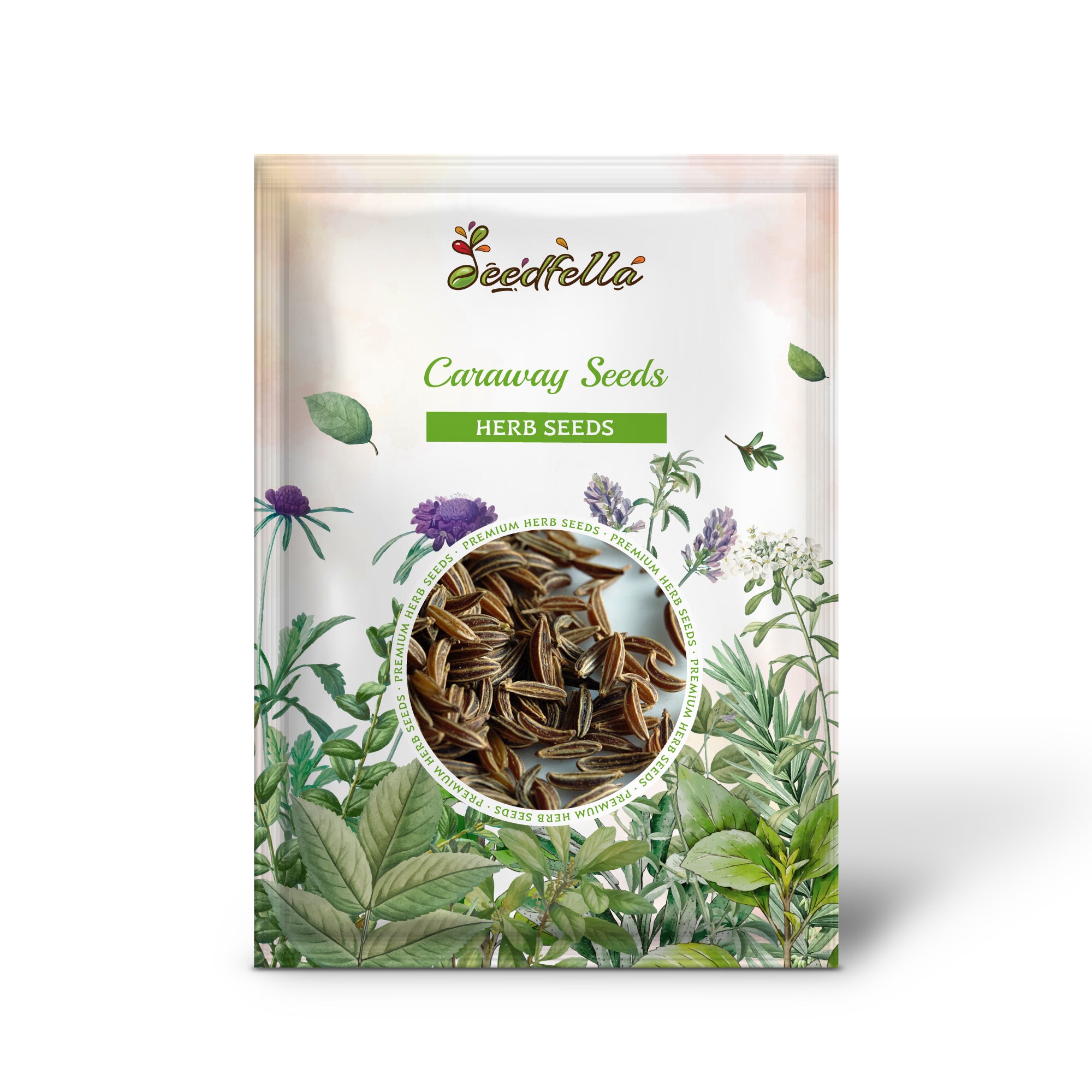 High germination Arterner Caraway seeds for outdoor garden