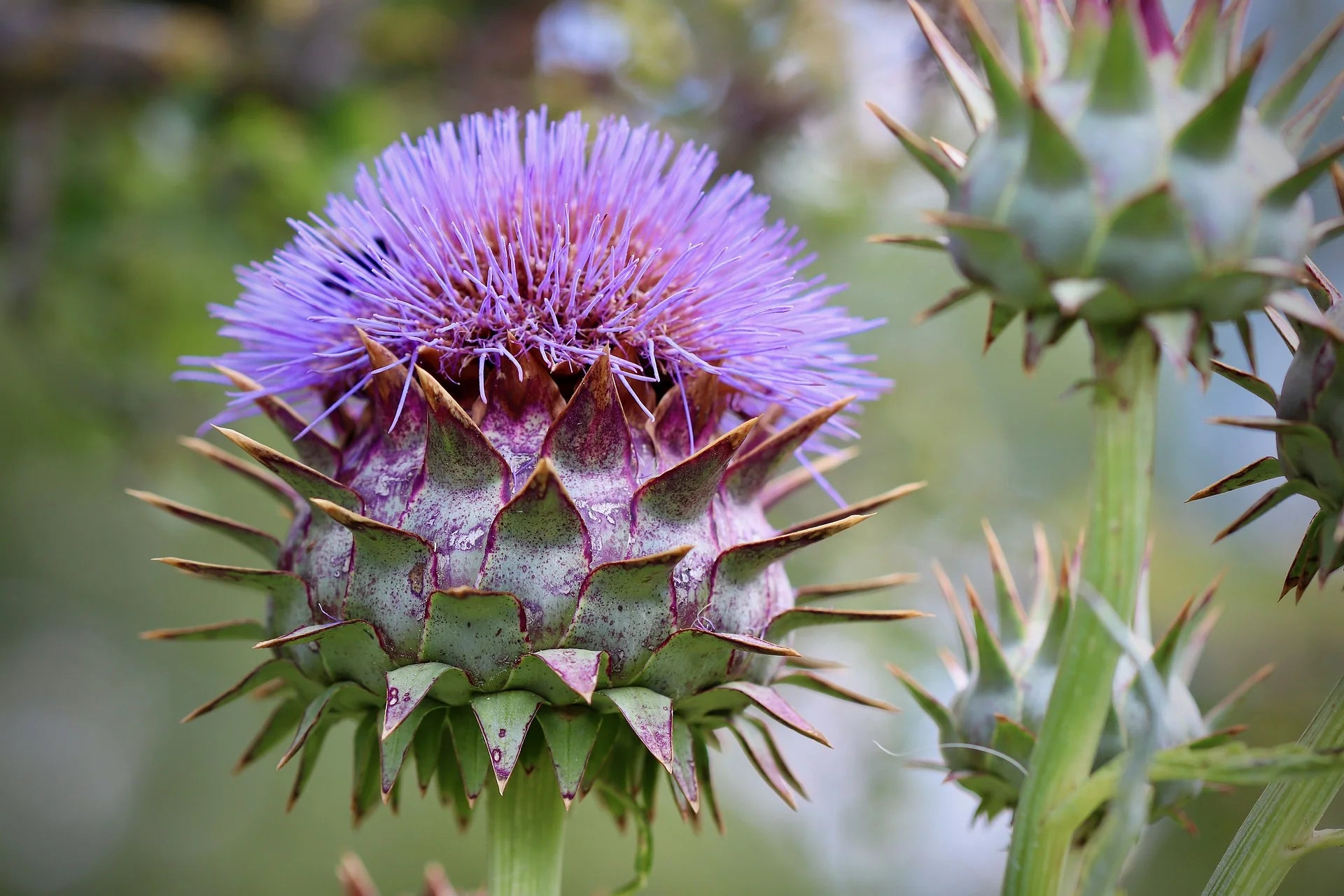 Semi di Fiore Cardoon Blu per una Facile Piantagione